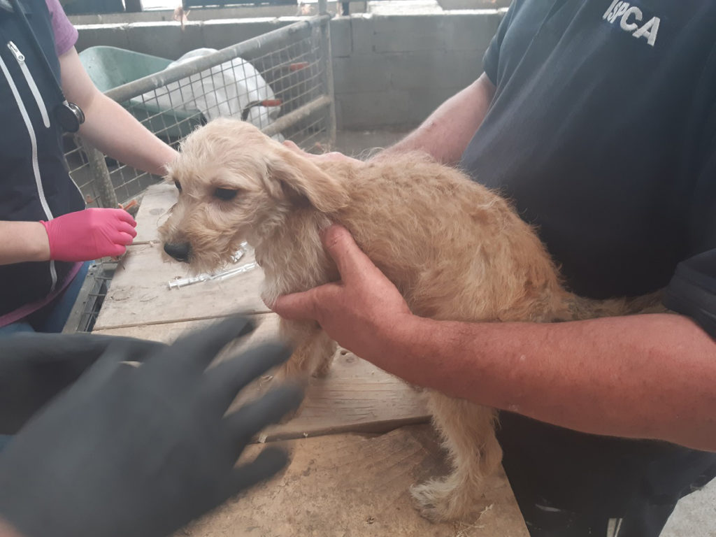 Laois Nationalist — More than 20 illegal puppy farms uncovered by ISPCA  this year | Laois Nationalist