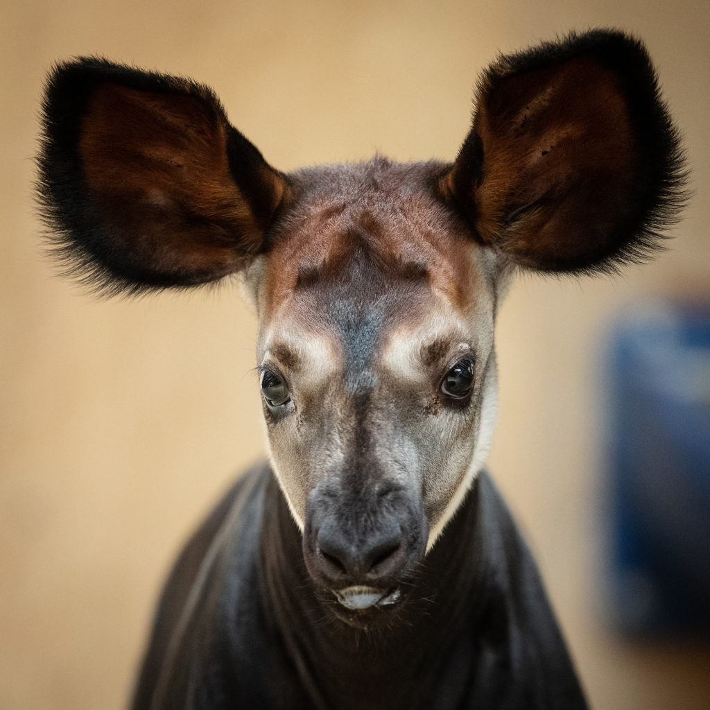 Kildare Nationalist — Endangered Okapi calf born at Dublin Zoo ...